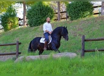 Andaluso, Stallone, 10 Anni, 163 cm, Baio
