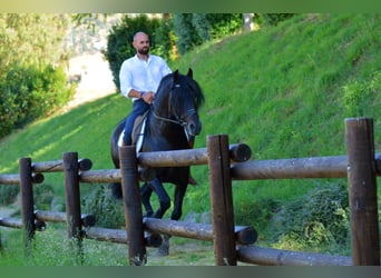 Andaluso, Stallone, 10 Anni, 163 cm, Baio