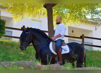 Andaluso, Stallone, 10 Anni, 163 cm, Baio