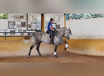 Andaluso, Stallone, 10 Anni, 164 cm, Grigio pezzato