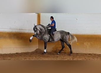 Andaluso, Stallone, 10 Anni, 164 cm, Grigio pezzato