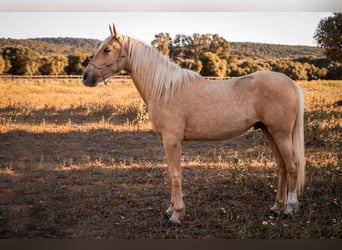 Andaluso, Stallone, 10 Anni, 168 cm, Pelle di daino