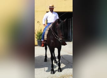 Andaluso, Stallone, 10 Anni, 170 cm, Baio scuro