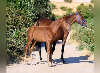 Andaluso, Stallone, 10 Anni, Sauro ciliegia