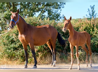 Andaluso, Stallone, 10 Anni, Sauro ciliegia
