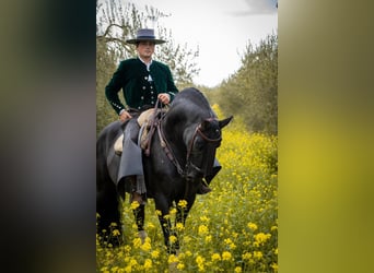 Andaluso Mix, Stallone, 11 Anni, 155 cm, Morello