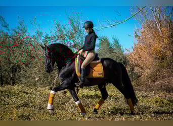 Andaluso Mix, Stallone, 11 Anni, 155 cm, Morello