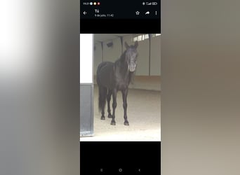 Andaluso, Stallone, 13 Anni, 171 cm, Morello