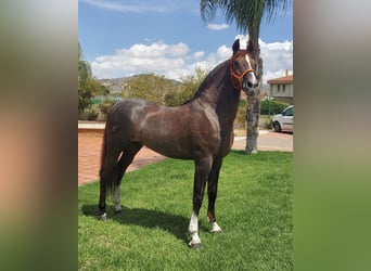 Andaluso Mix, Stallone, 14 Anni, 160 cm, Sauro scuro