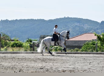 Andaluso, Stallone, 15 Anni, 167 cm, Grigio