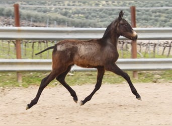 Andaluso, Stallone, 1 Anno, 120 cm