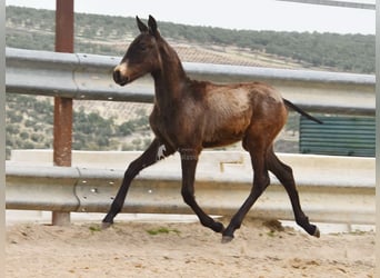 Andaluso, Stallone, 1 Anno, 120 cm