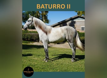 Andaluso, Stallone, 1 Anno, 142 cm, Bianco