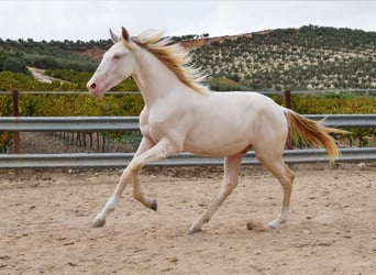 Andaluso, Stallone, 1 Anno, 145 cm, Cremello
