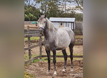 Andaluso, Stallone, 1 Anno, 156 cm, Grigio