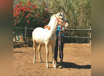 Andaluso, Stallone, 1 Anno, 158 cm, Cremello