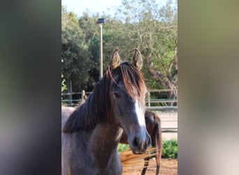 Andaluso, Stallone, 1 Anno, 160 cm, Grigio