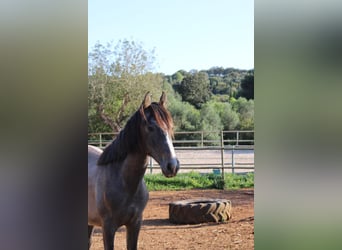 Andaluso, Stallone, 1 Anno, 160 cm, Grigio