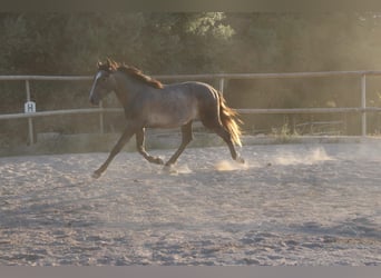 Andaluso, Stallone, 1 Anno, 160 cm, Grigio