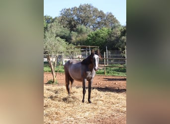 Andaluso, Stallone, 1 Anno, 160 cm, Grigio