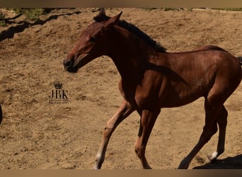 Andaluso Mix, Stallone, 1 Anno, 163 cm, Baio