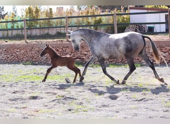 Andaluso, Stallone, 1 Anno, 163 cm, Baio ciliegia