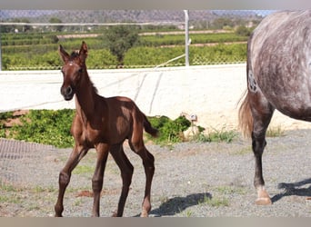 Andaluso, Stallone, 1 Anno, 163 cm, Baio ciliegia