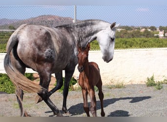 Andaluso, Stallone, 1 Anno, 163 cm, Baio ciliegia