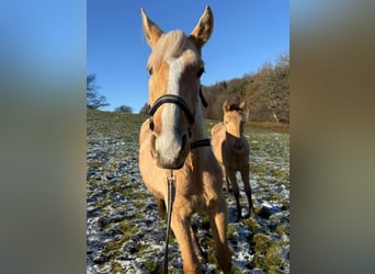 Andaluso Mix, Stallone, 1 Anno, 163 cm, Palomino