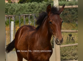 Andaluso, Stallone, 1 Anno, 164 cm, Baio