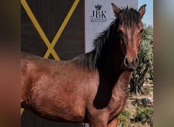 Andaluso, Stallone, 1 Anno, 164 cm, Baio