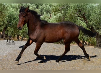 Andaluso, Stallone, 1 Anno, 164 cm, Baio