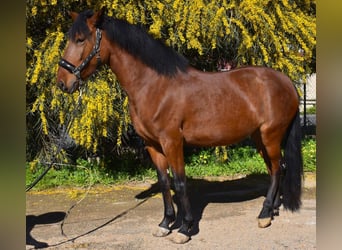 Andaluso, Stallone, 1 Anno, 164 cm, Baio