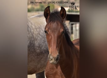 Andaluso, Stallone, 1 Anno, 164 cm, Baio