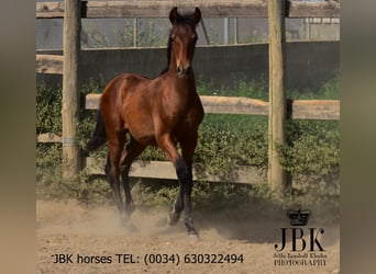 Andaluso, Stallone, 1 Anno, 164 cm, Baio