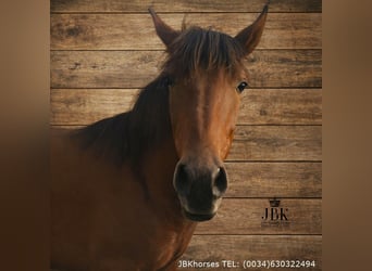 Andaluso, Stallone, 1 Anno, 164 cm, Baio