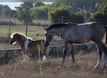 Andaluso, Stallone, 1 Anno, 165 cm, Grigio