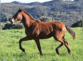 Andaluso Mix, Stallone, 1 Anno, 168 cm, Baio