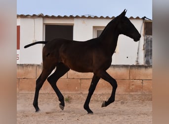 Andaluso, Stallone, 1 Anno, 168 cm, Morello