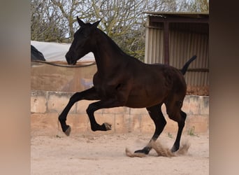 Andaluso, Stallone, 1 Anno, 168 cm, Morello