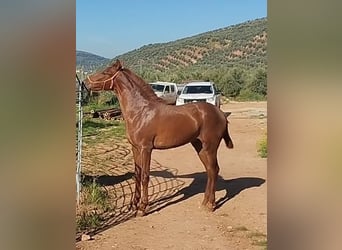 Andaluso, Stallone, 1 Anno, Sauro