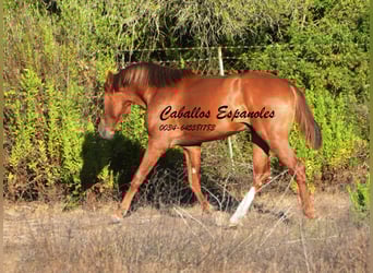 Andaluso, Stallone, 2 Anni, 148 cm, Sauro