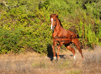 Andaluso, Stallone, 2 Anni, 148 cm, Sauro