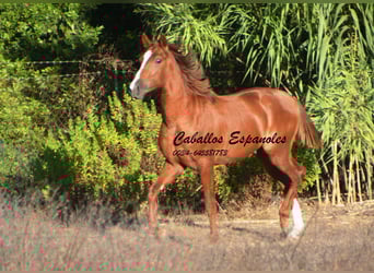 Andaluso, Stallone, 2 Anni, 148 cm, Sauro