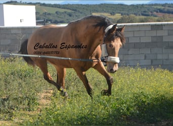 Andaluso, Stallone, 2 Anni, 152 cm, Champagne