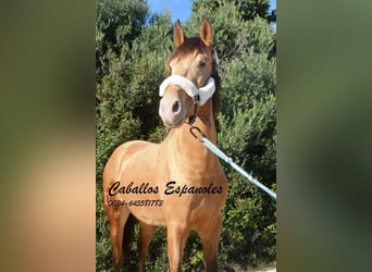 Andaluso, Stallone, 2 Anni, 152 cm, Champagne