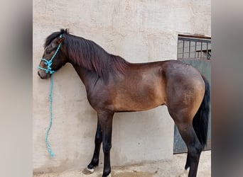 Andaluso, Stallone, 2 Anni, 153 cm, Pelle di daino