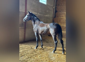 Andaluso, Stallone, 2 Anni, 155 cm, Morello