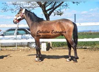 Andaluso, Stallone, 2 Anni, 156 cm, Pelle di daino