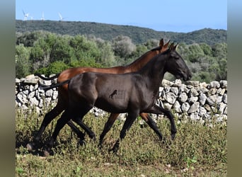 Andaluso, Stallone, 2 Anni, 157 cm, Morello
